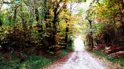 chemin d'automne