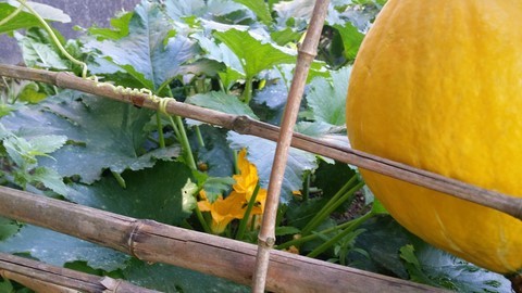 courge nature