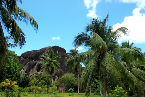 jardin seychellois