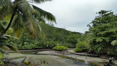 Jungle aux Seychelles