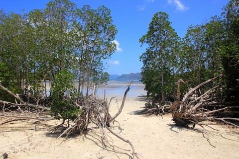 Mangrove seychelloise